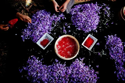 فروش زعفران مجتهدی + قیمت خرید به صرفه